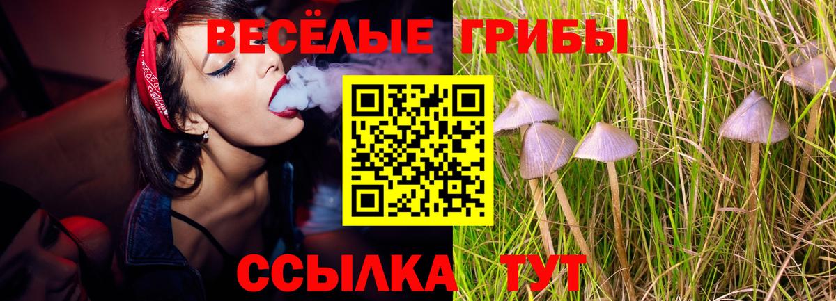 Псилоцибиновые грибы Cubensis Минеральные Воды